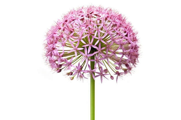 Allium Flower Tropical Garden Nature On White Background