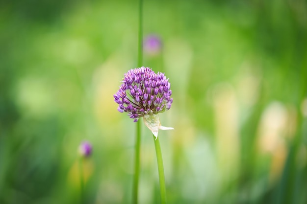 Allium leek or leek flower beautiful round purple flower Natural background in the summer garden