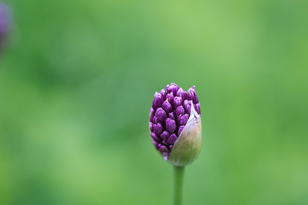 Allium leek or leek flower beautiful round purple flower Natural background in the summer garden