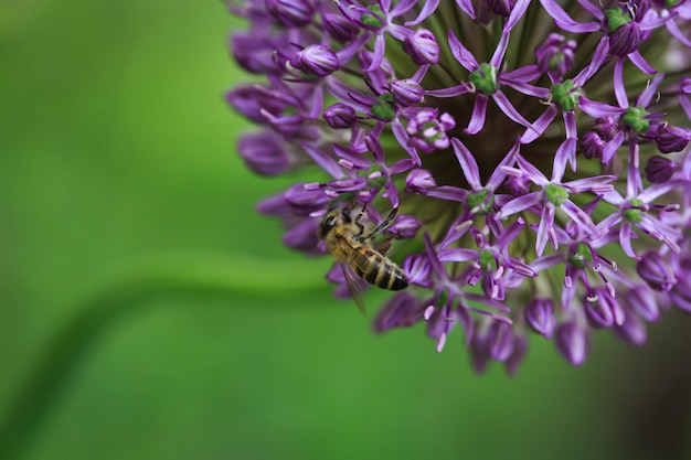 Allium leek or leek flower beautiful round purple flower Natural background in the summer garden