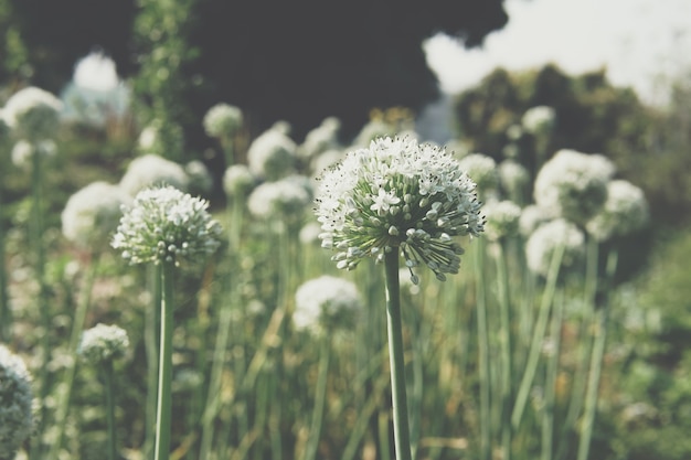 Allium shallot onion garlic chives scallion leek flower growing in field garden