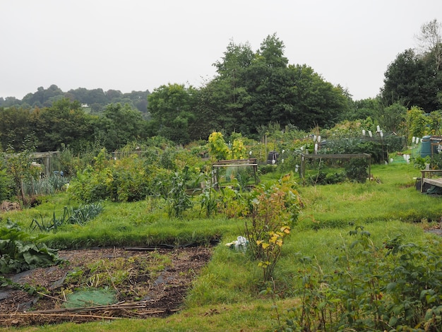 Allotment garden (community garden)