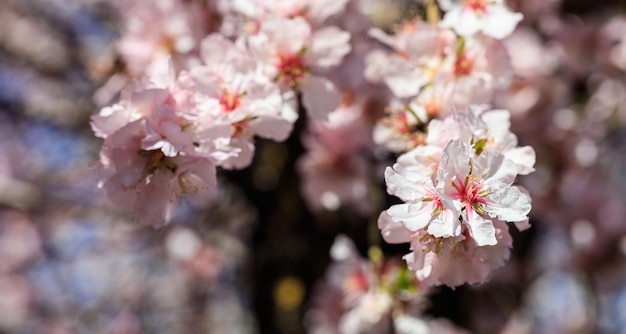 Almond or apple tree blooming in spring blur background close up view with details