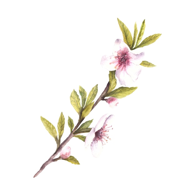 Photo almond blossom branch with leaves and flowers spring watercolor illustration hand painted flowering