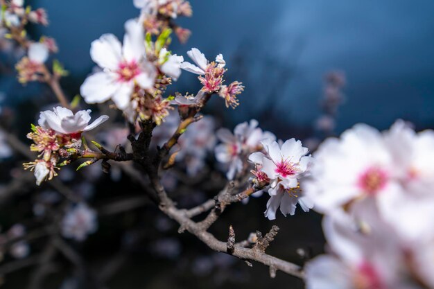 Almond blossom the most premium image you will find spectacular flowers always in February the almond blossom gives us spectacular images