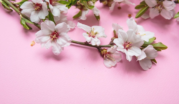 Almond blossoms bouquet on pink background copy space