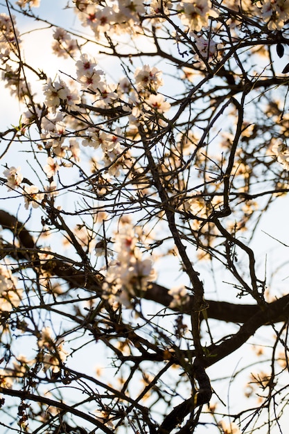 Almond blossoms