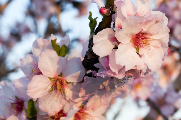 Almond branch in bloom