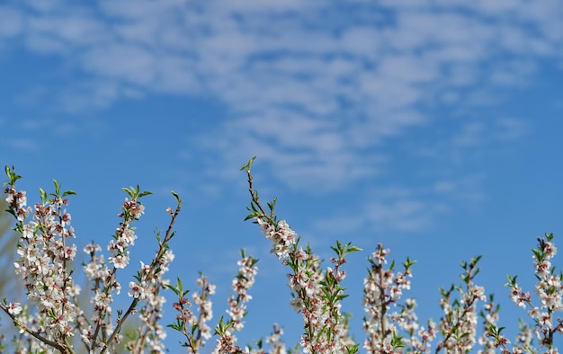 Almond branches in full bloom against unfocused background with blue sky and white clouds