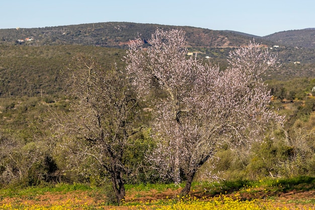 Almond flower tree in january