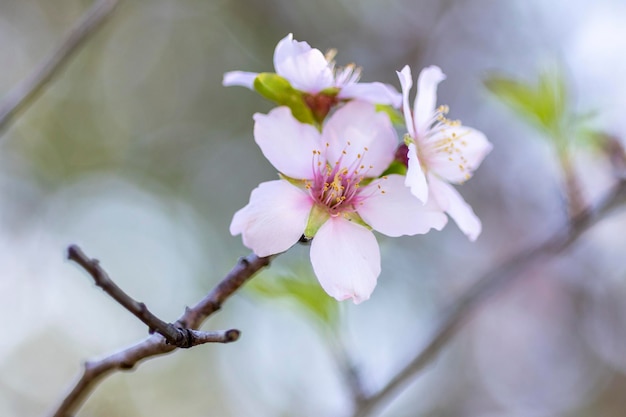 Almond flower tree in january