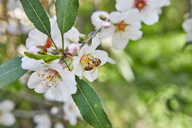 Almond flowers closeup Flowering branches of an almond tree in an orchard The bee collects nectar and pollinates flowering trees Early spring