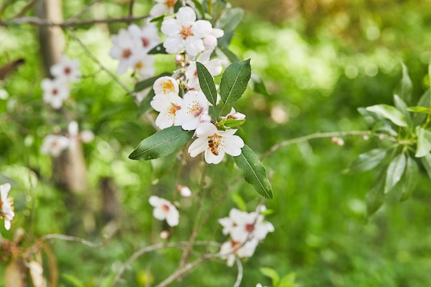 Almond flowers closeup Flowering branches of an almond tree in an orchard The bee collects nectar and pollinates flowering trees Early spring