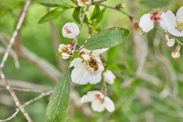 Almond flowers closeup Flowering branches of an almond tree in an orchard The bee collects nectar and pollinates flowering trees Early spring