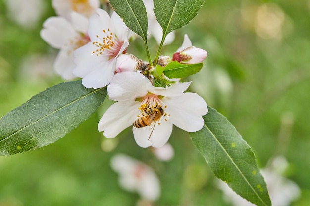 Almond flowers closeup Flowering branches of an almond tree in an orchard The bee collects nectar and pollinates flowering trees Early spring