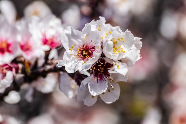 Almond flowers prunus dulcis blooming