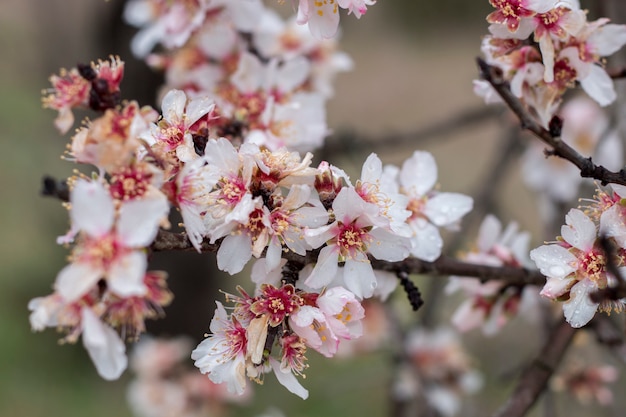 Almond tree bloom