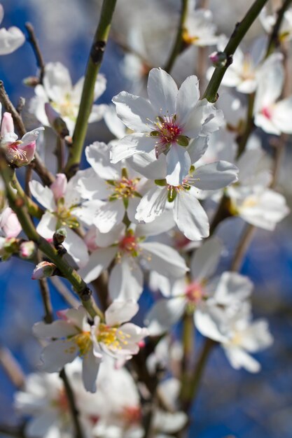 Almond tree blossoms