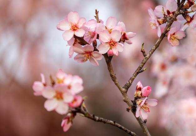 Almond tree branch with flowers in spring