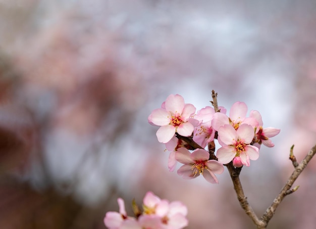 Almond tree branch with flowers in spring