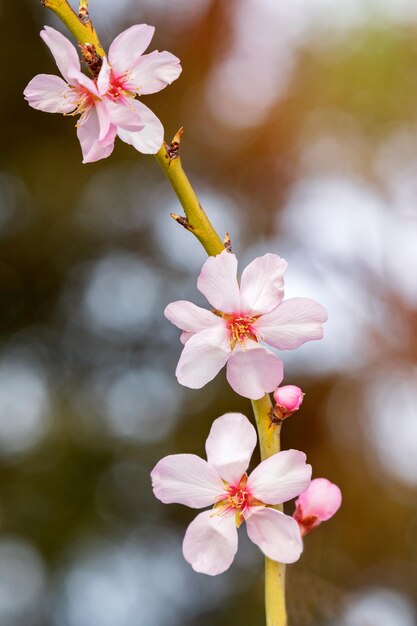 Almond tree branch with flowers in spring