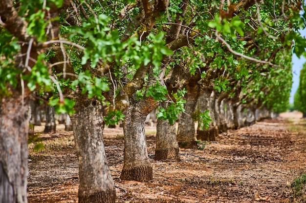 Almond tree farm tree trunk detail in spring