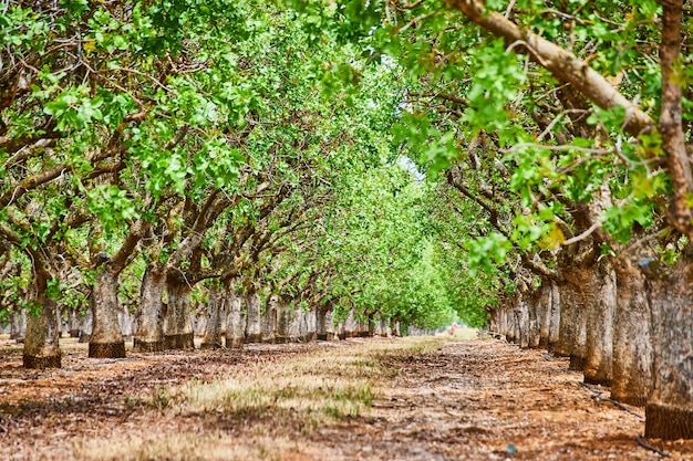 Almond tree farm view in in spring