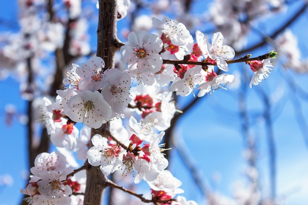 Almond tree flowers  close up. Blurry background with branches. Waiting for spring. Selective focus.