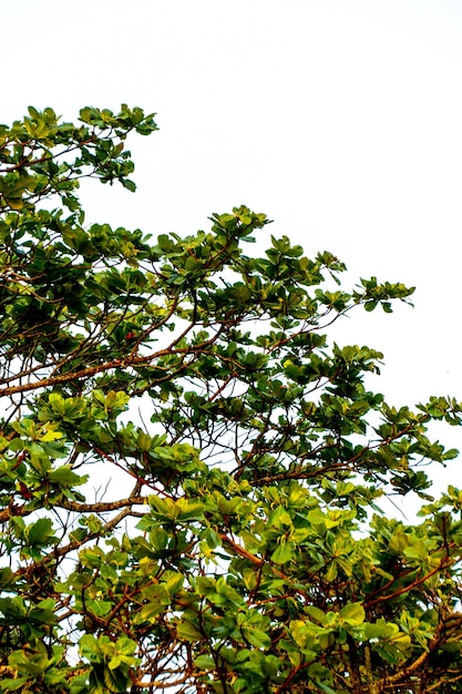 Almond tree leaves outdoors in Rio de Janeiro