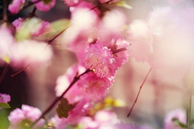 Almond tree pink flowers