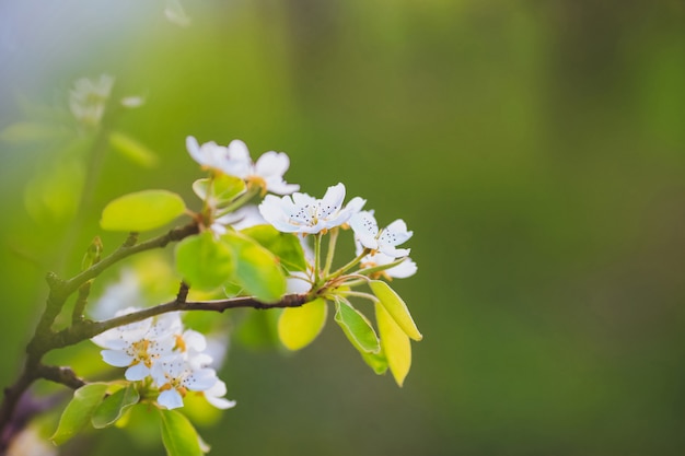 Almond tree at spring, fresh white flowers on the branch of fruit tree