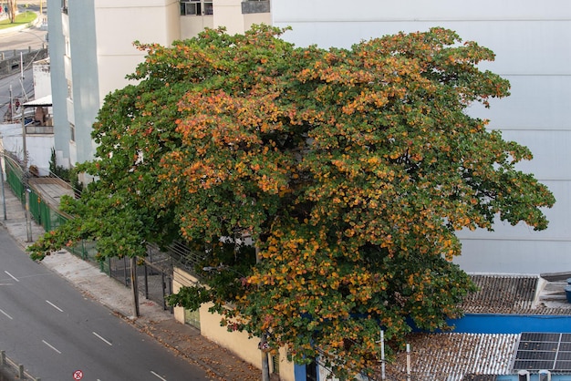 Almond tree with green and yellow leaves in urban area