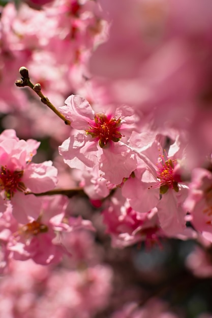 Almonds bloom in the spring garden