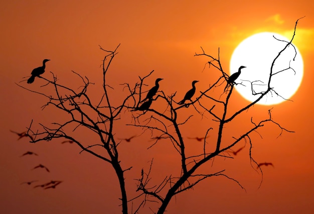 Almost an abstract photo of the silhouettes of birds on the sunset