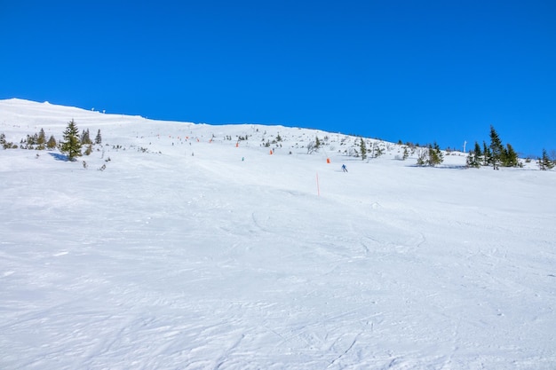 Almost Empty Ski Slope and Sparse Spruce Trees