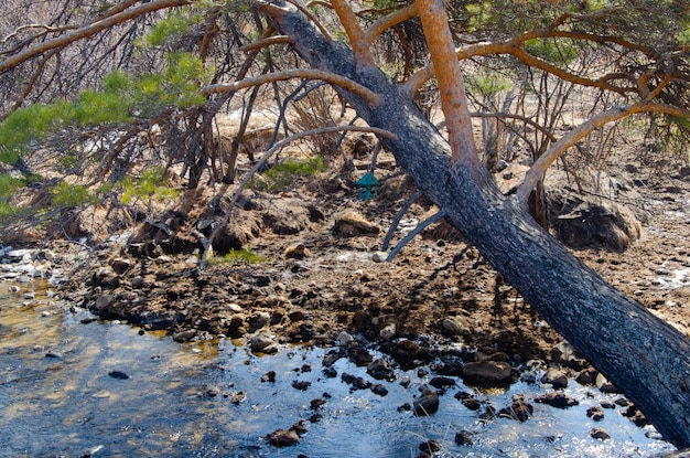 An almost fallen pine tree leans over the creek Spring forest landscape