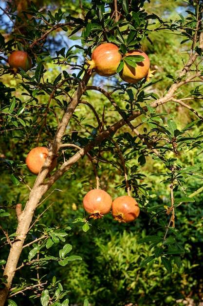 Almost ripe pomegranate fruit hanging on a tree.