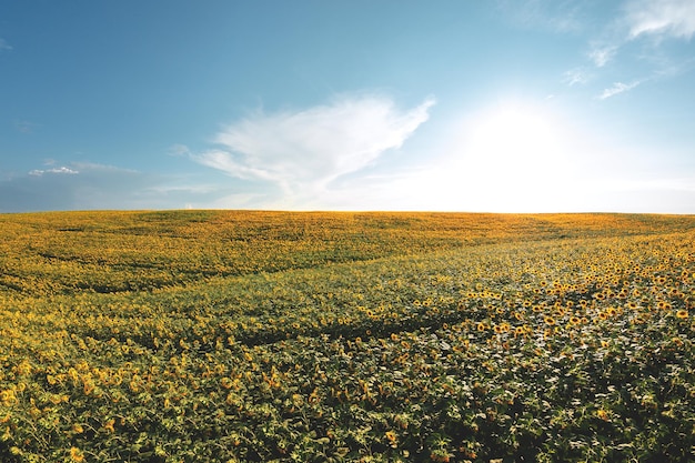 Almost ripe sunflower field from a height