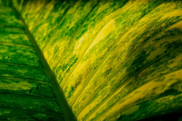 Alocasia gageana aurea variegated indoor aroid house plant close up