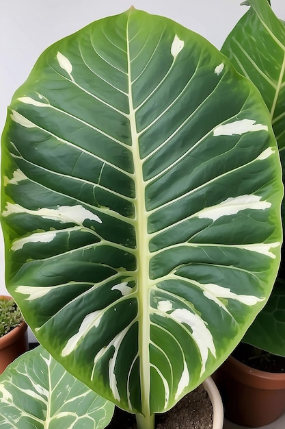 Photo alocasia leaf arrowshaped dark green with white veins