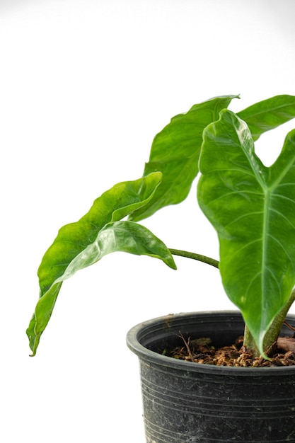 Alocasia low rider on white background