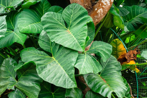 Alocasia macrorrhizos commonly called giant taro or upright elephant ears