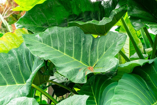 Alocasia macrorrhizos commonly called giant taro or upright elephant ears