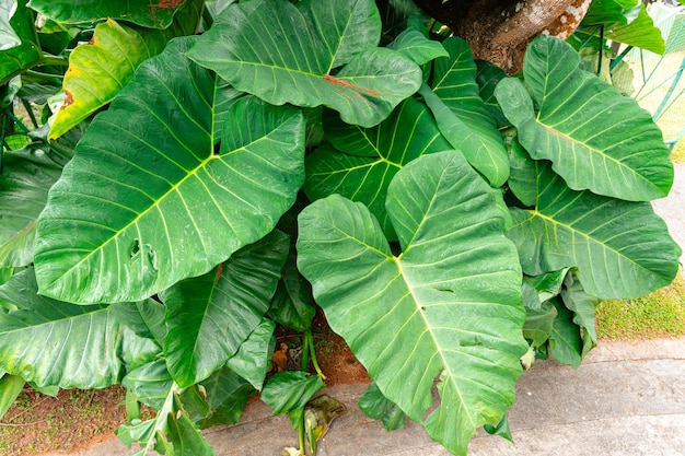 Alocasia macrorrhizos commonly called giant taro or upright elephant ears