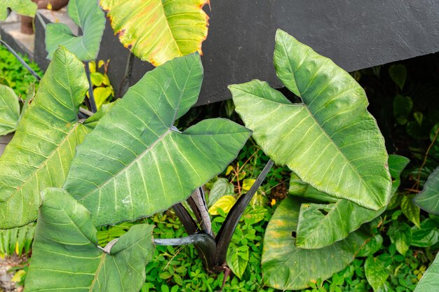 Alocasia macrorrhizos commonly called giant taro or upright elephant ears