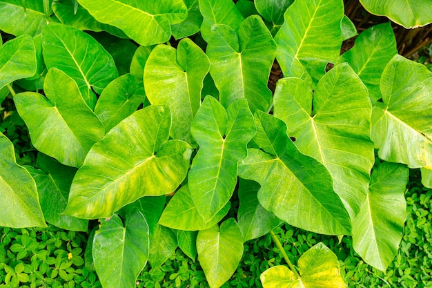 Alocasia macrorrhizos commonly called giant taro or upright elephant ears