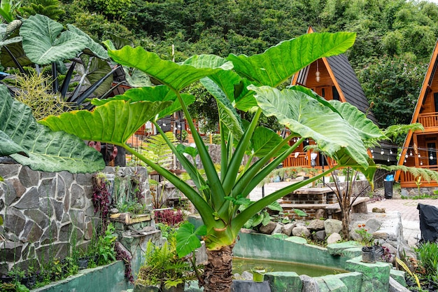 Alocasia macrorrhizos is a species of flowering plant in the arum family Araceae