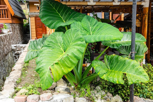 Alocasia macrorrhizos is a species of flowering plant in the arum family Araceae