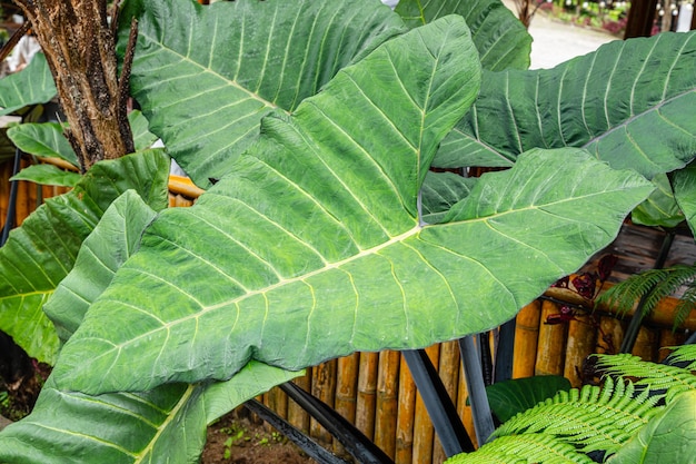 Alocasia macrorrhizos is a species of flowering plant in the arum family Araceae