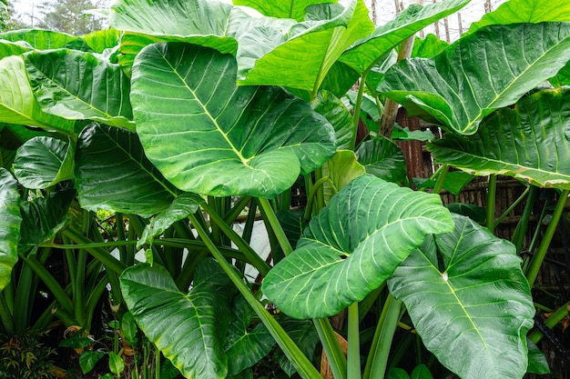 Alocasia macrorrhizos is a species of flowering plant in the arum family Araceae